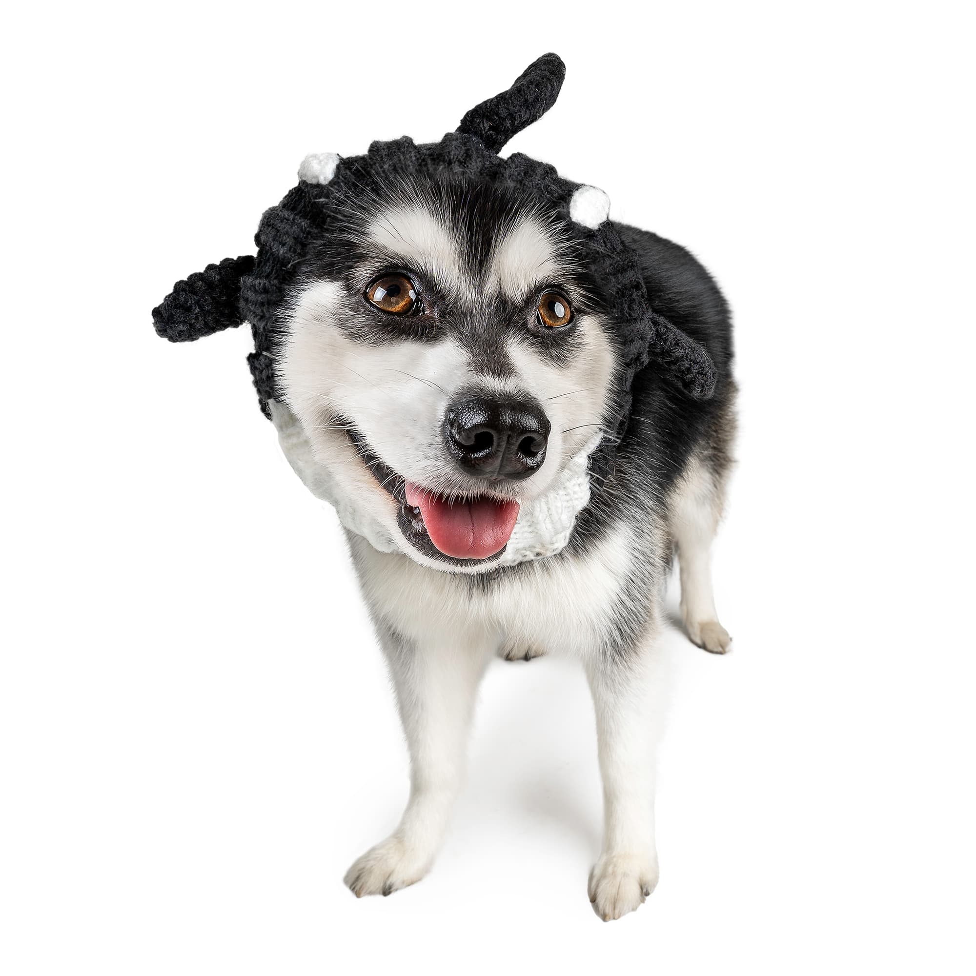 Zoo Snoods Orca Snood for Dogs, Medium