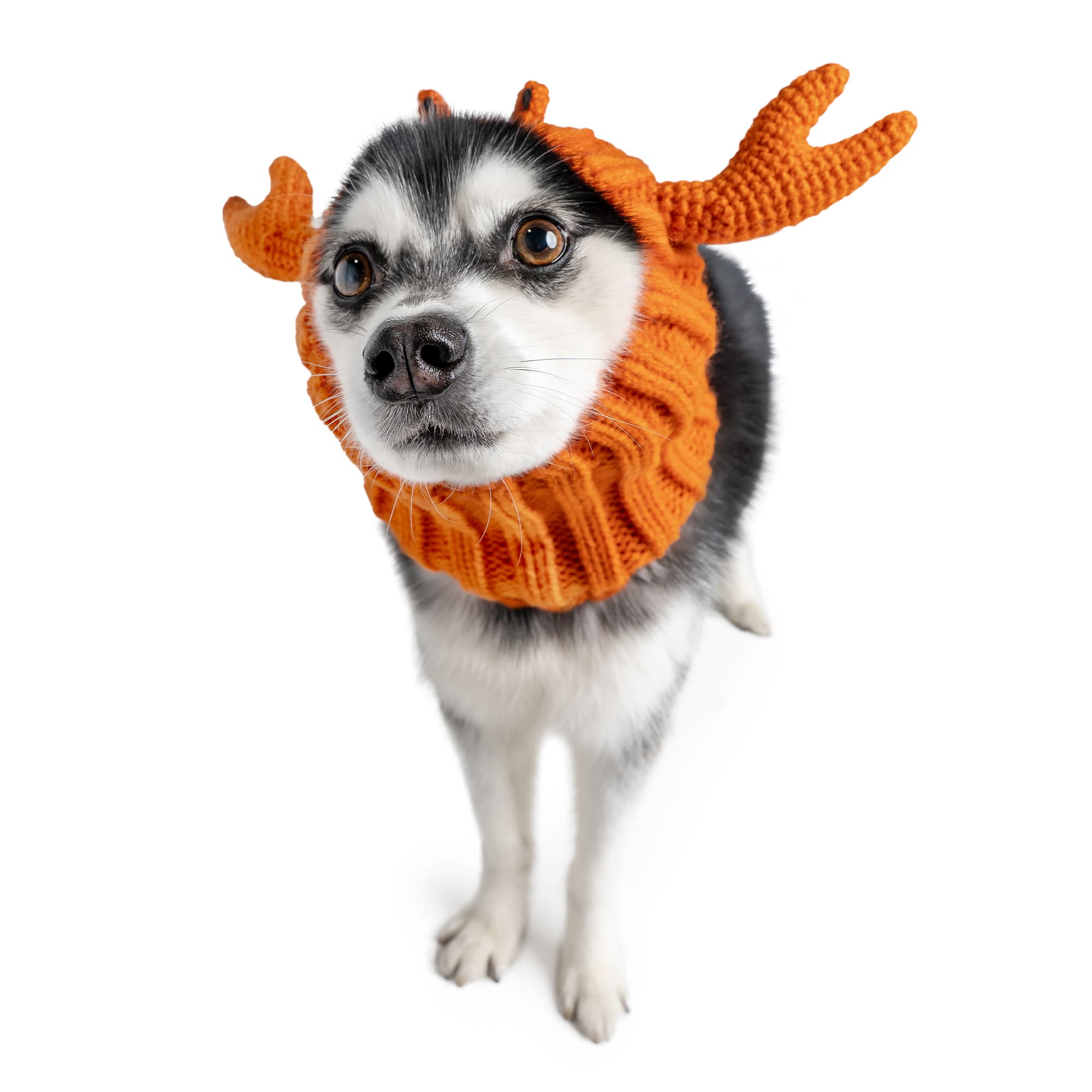 Zoo Snoods Crab Snood for Dogs, Medium