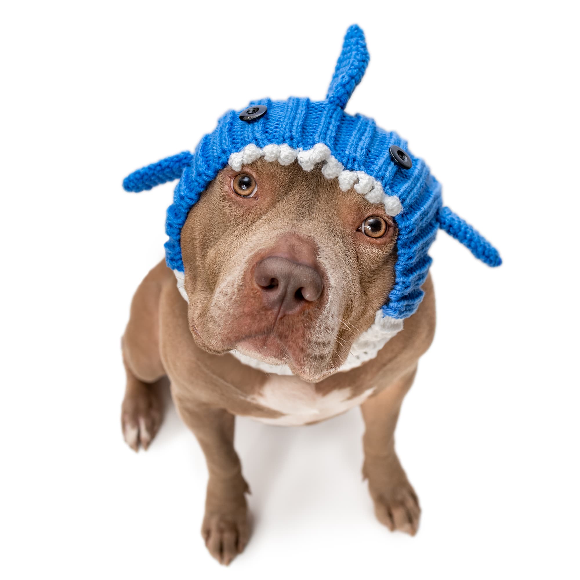 Zoo Snoods Blue Shark Snood for Dogs, Large