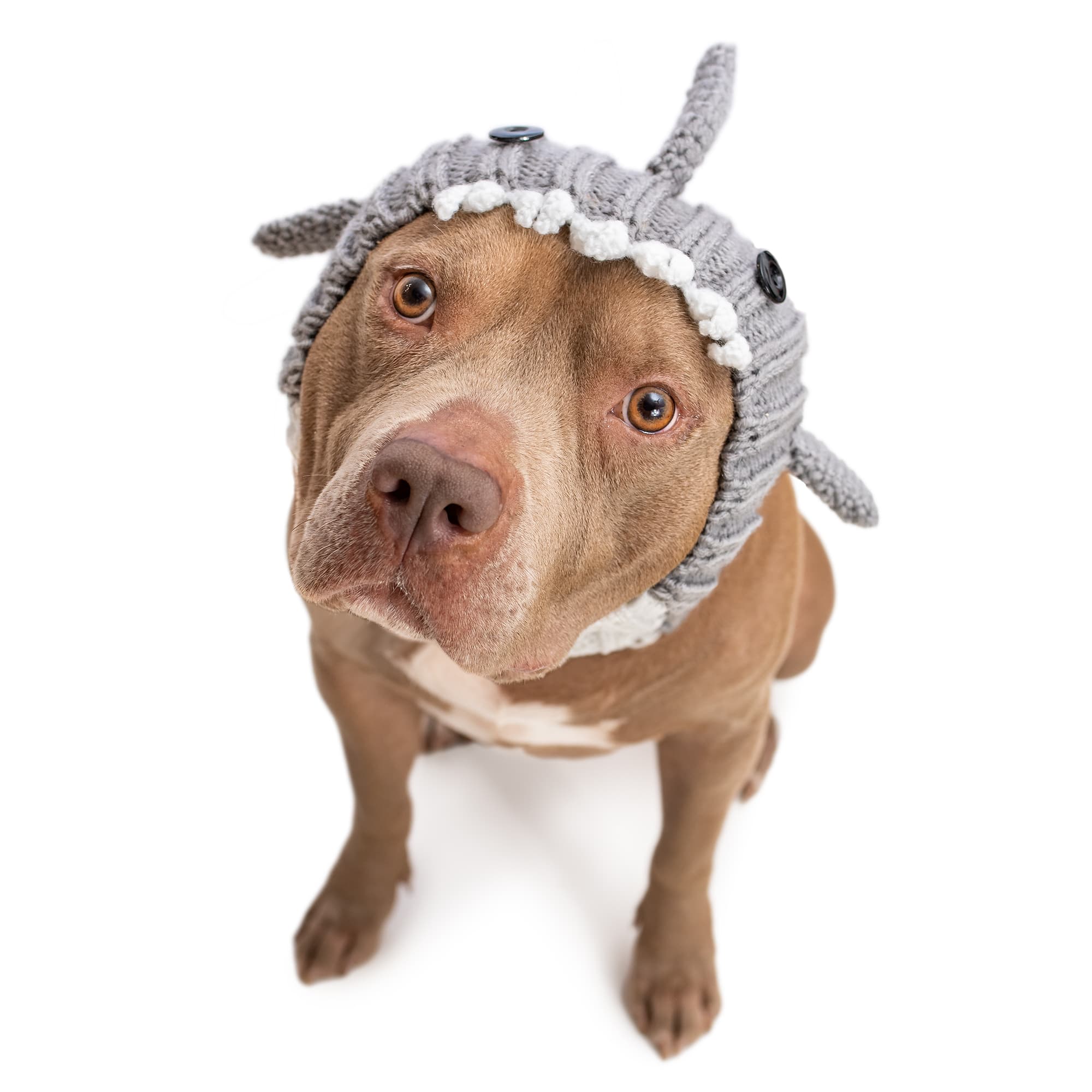 Zoo Snoods Great White Shark Snood for Dogs, Large