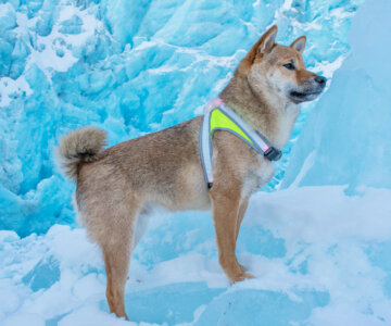 Noxgear Light Hound M