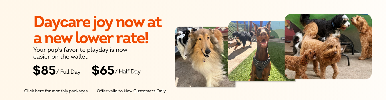 Expert Pet Doggy Daycare