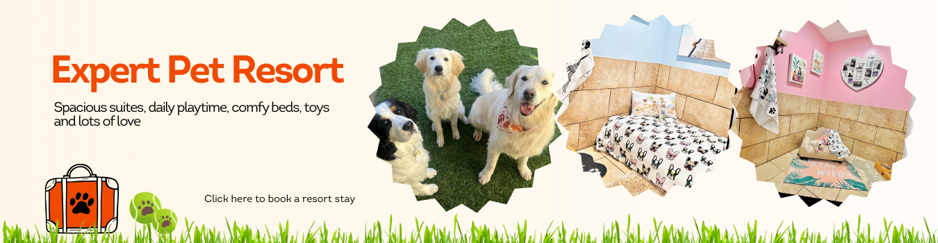 Expert Pet Resort Hotel San Francisco