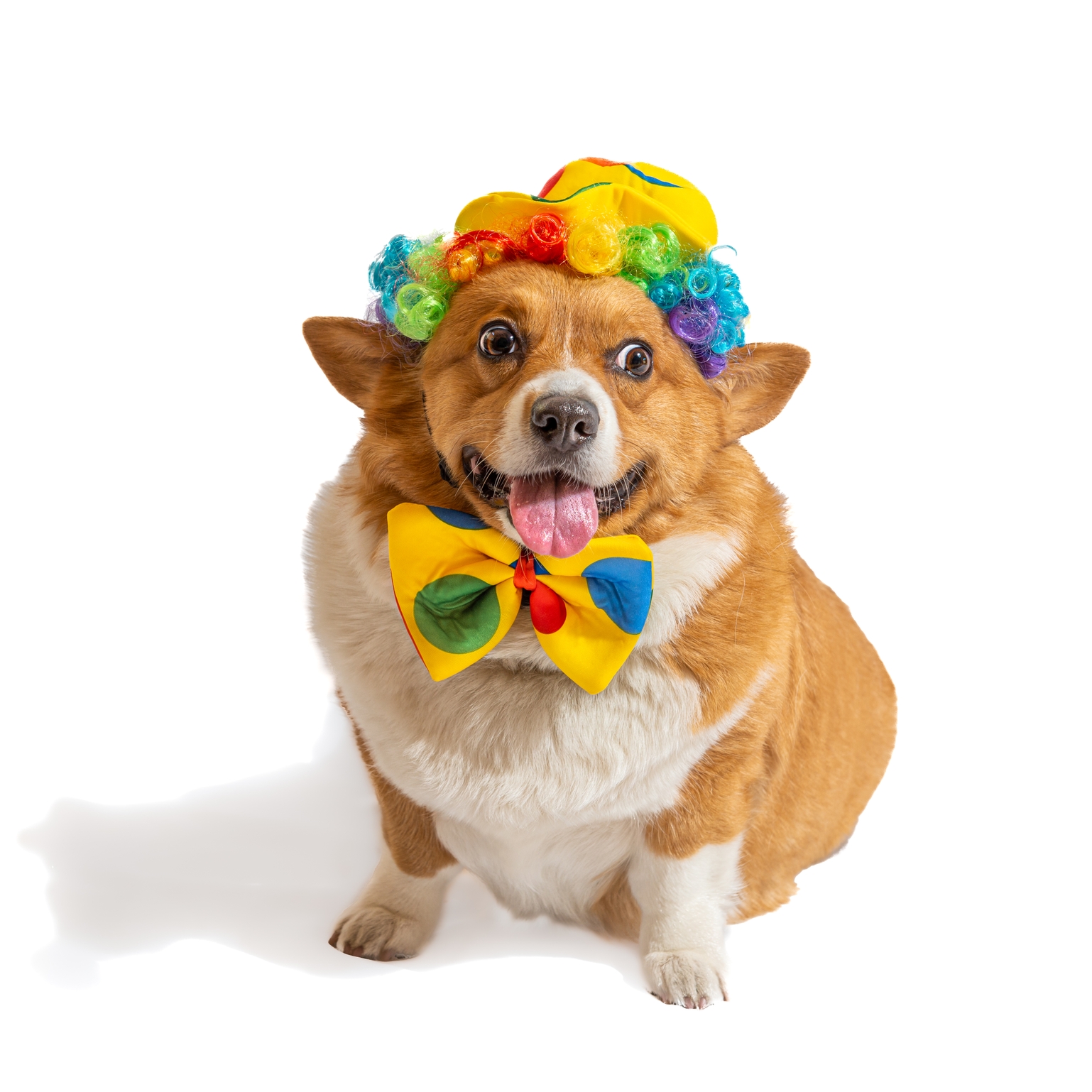 Midlee Clown Costume Hat, Bowtie, and Wig Dog Costume