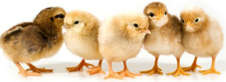Spring Chick Season is Here!