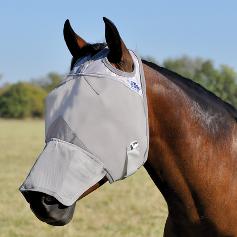 Crusader Warmblood Long Nose
