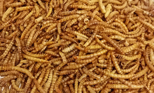 Meal worm 11lb BAG