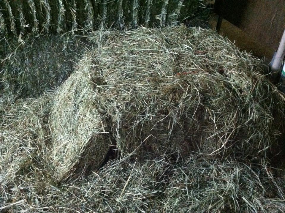 Grassy/Alfalfa (Orchard with alfalfa)