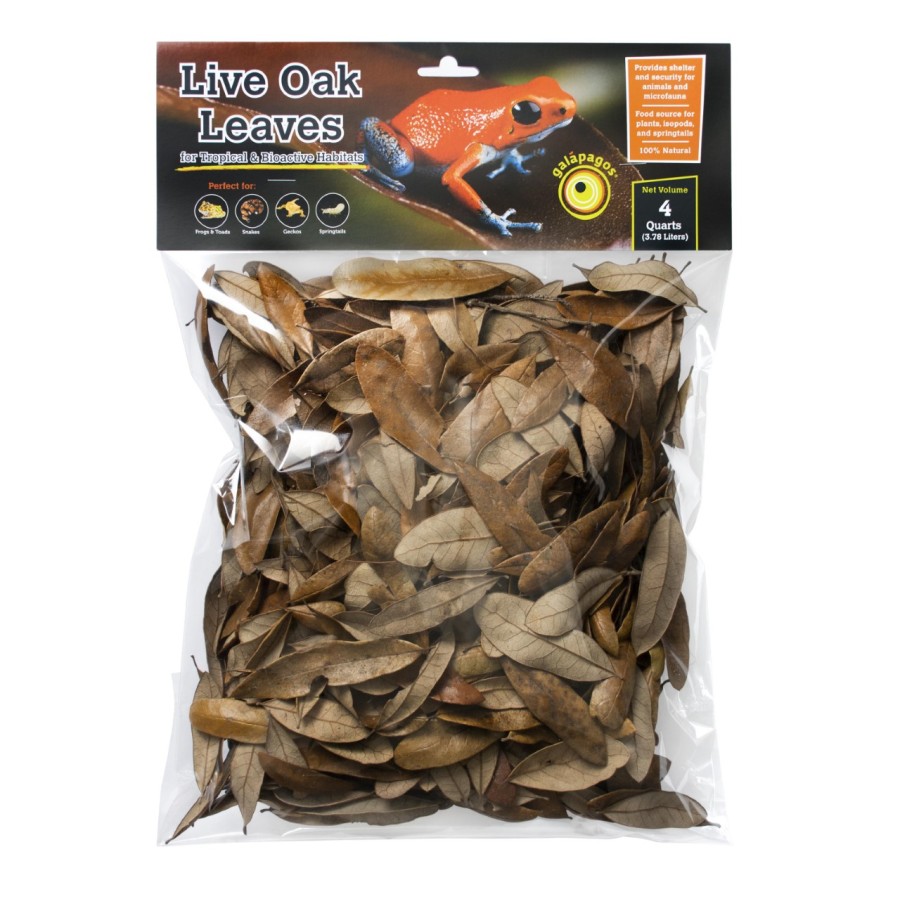 Galapagos Live Oak Leaves 4qt