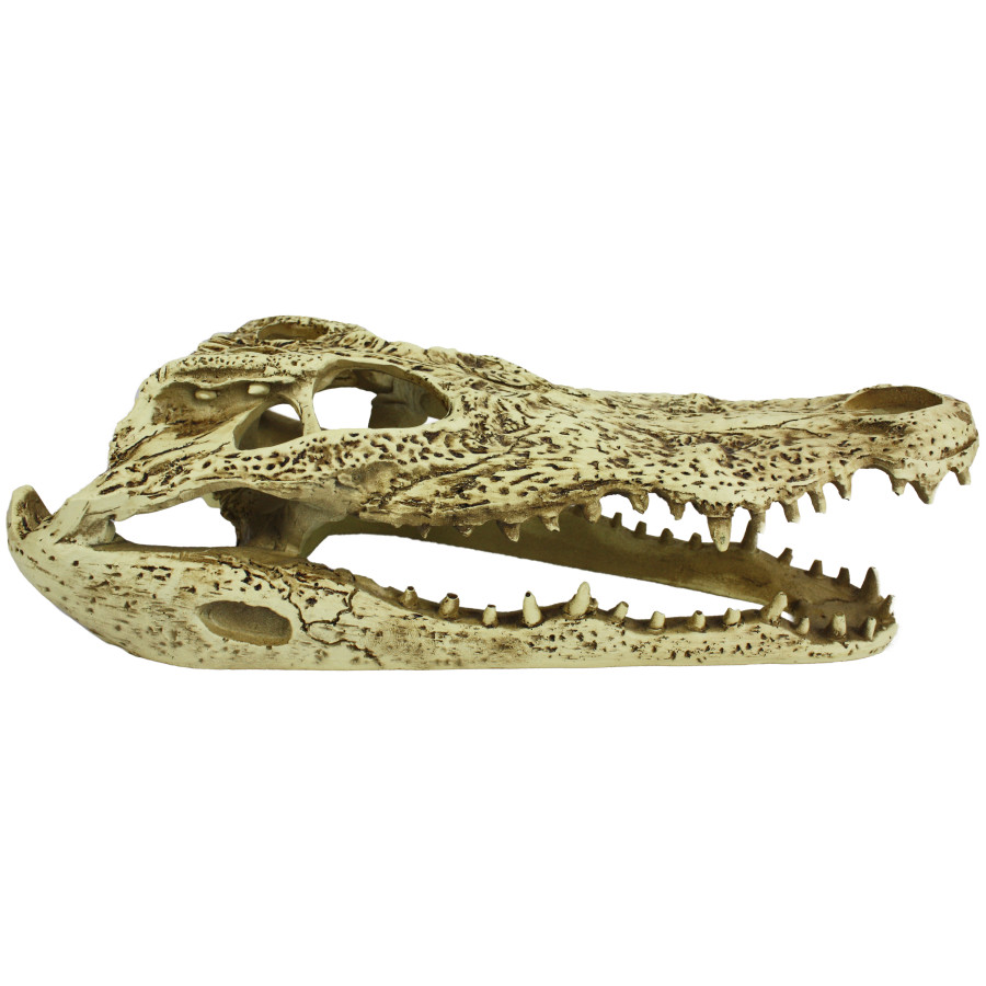 Komodo Reptile and Fish Tank Decor Alligator Skull