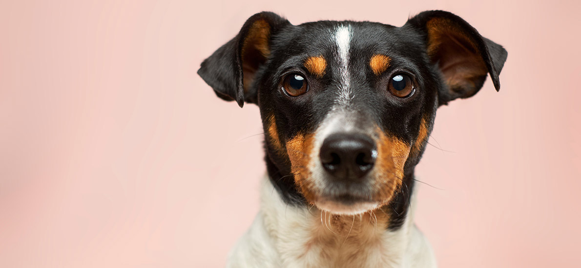 Dogs with Allergies