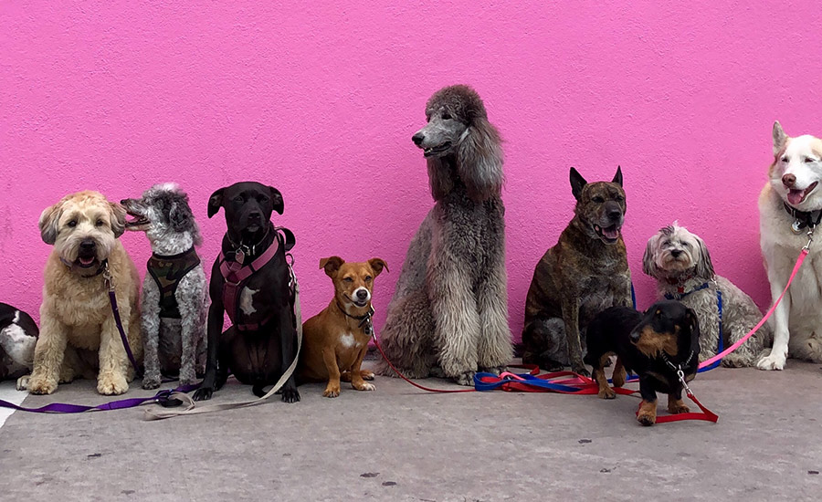 Book Dog Grooming Online