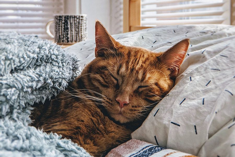 Book Dog Grooming Online