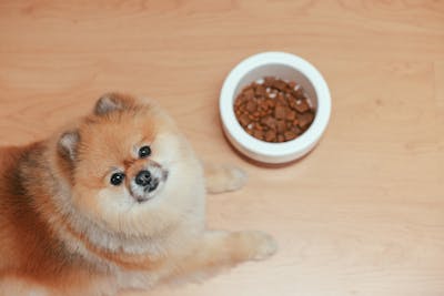 Dog Food