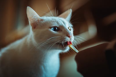 Cat Treats