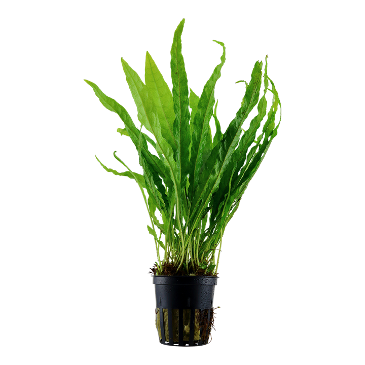 MICROSORUM PTEROPUS