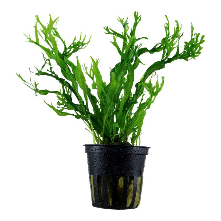 MICROSORUM PTEROPUS 'WINDLOV'