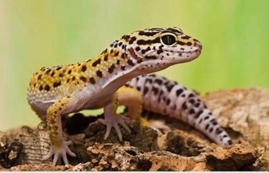 Gecko Leopard Assorted Morph