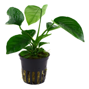 Anubias barteri caladiifolia