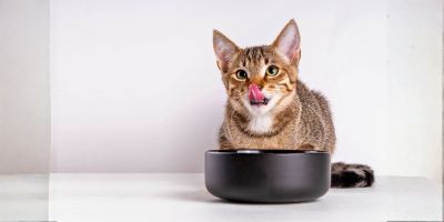 Cat Food