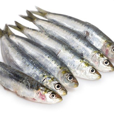 Evolution Frozen Sardines, 5lb