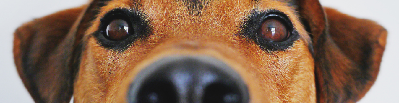 background banner