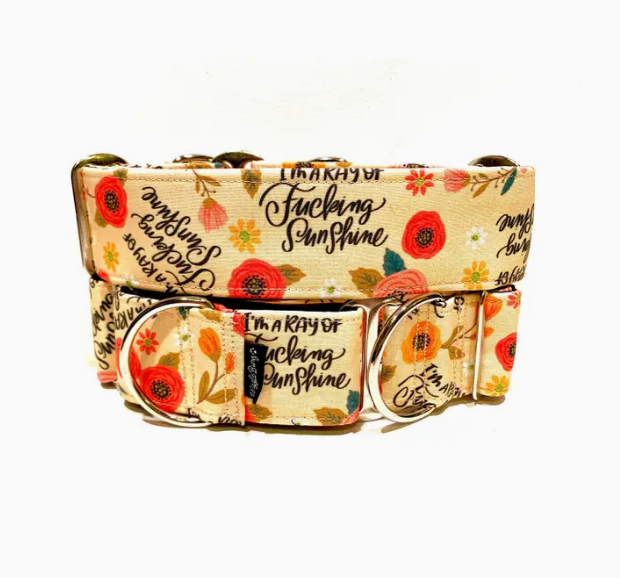 Ray Of F#?king Sunshine Dog Collar, Buckle / Collar - 1.0 x 12-18In