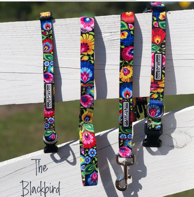 Blackbird Collar - L / Wide