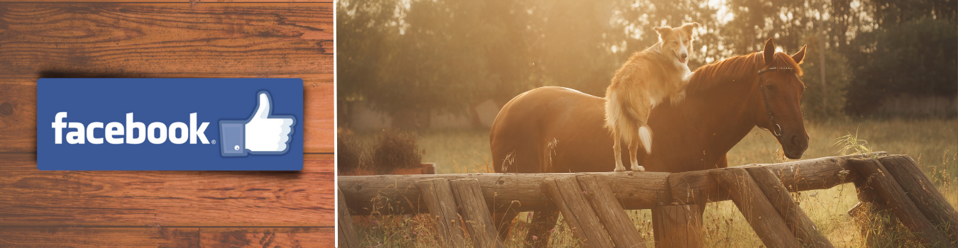 Click Below to Visit and "Like" Our Facebook!