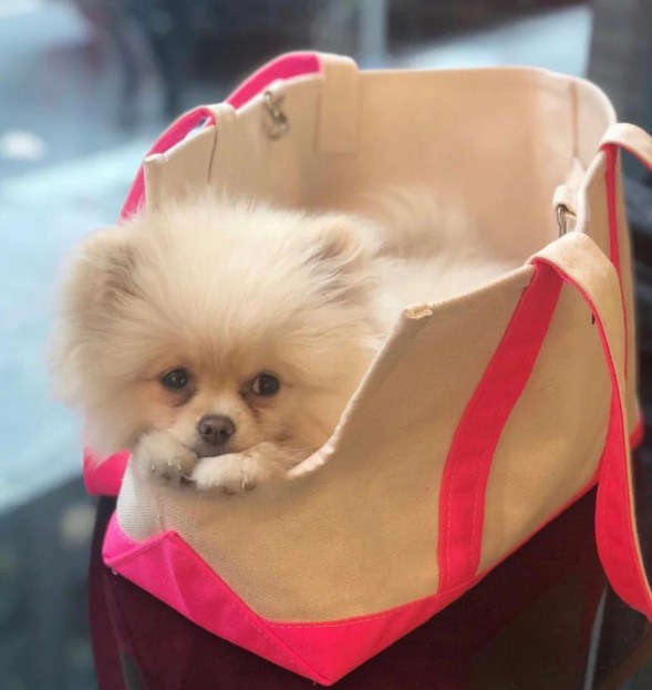 Wag Wear Pink Bag-Small