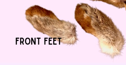 Rabbit Foot-Front