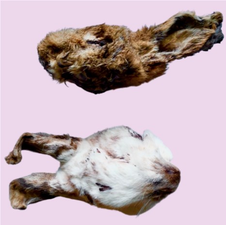 Whole Rabbit Heads