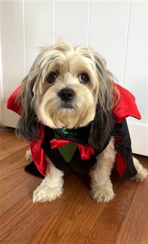 Count Woofula - Dog Costume-Med