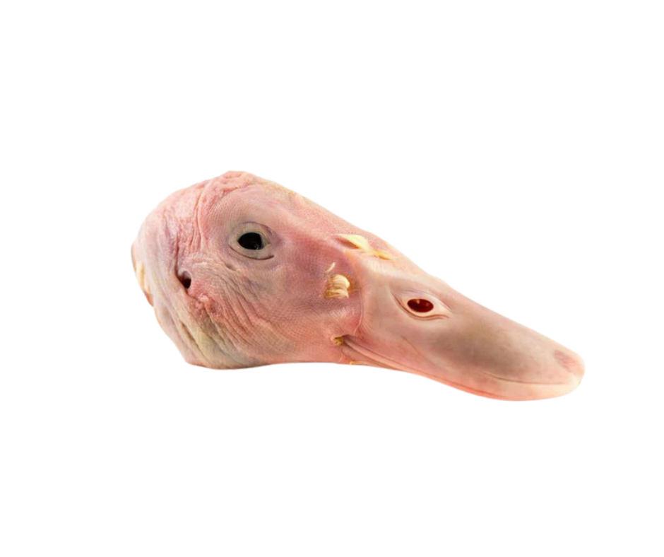 Single Frozen Duck Head