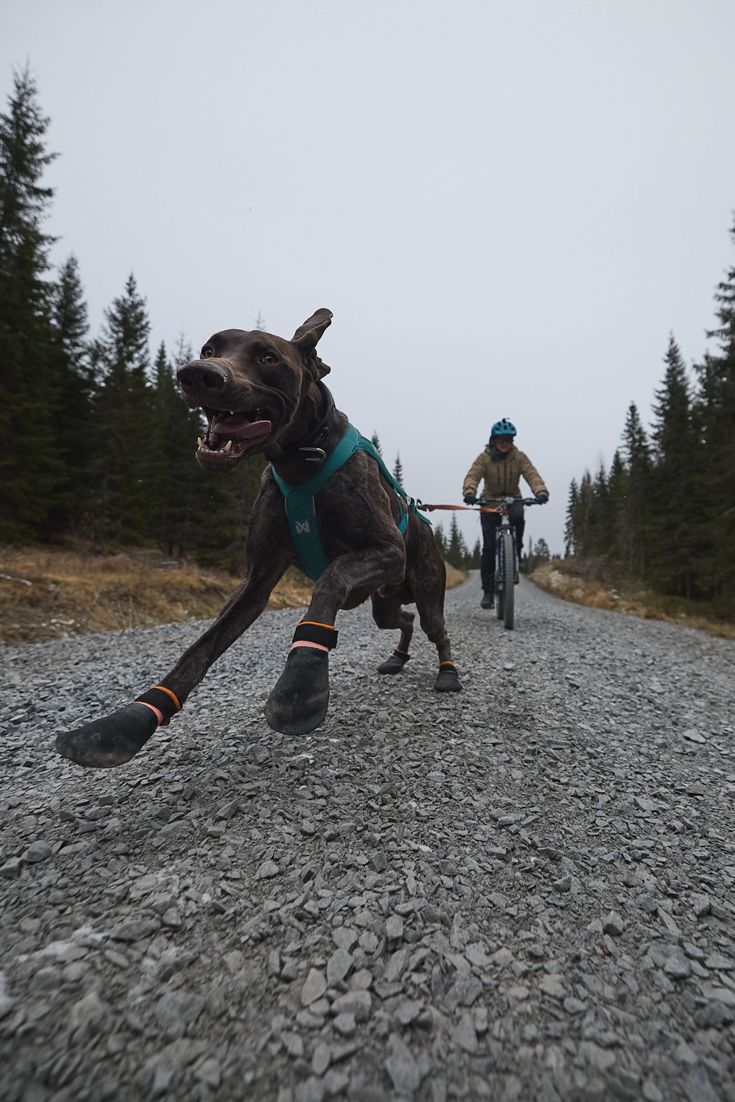 Non-stop dogwear Protector Bootie 4 Pack BLK/ORN - XL